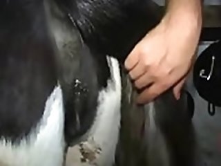 young bestiality show how to fuck a horse